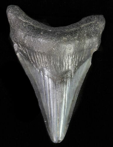 Juvenile Megalodon Tooth #62146